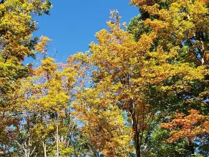 Prince Gallitzin State Park