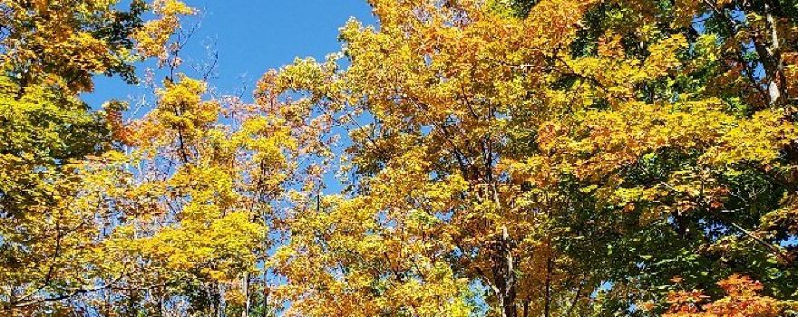 Prince Gallitzin State Park