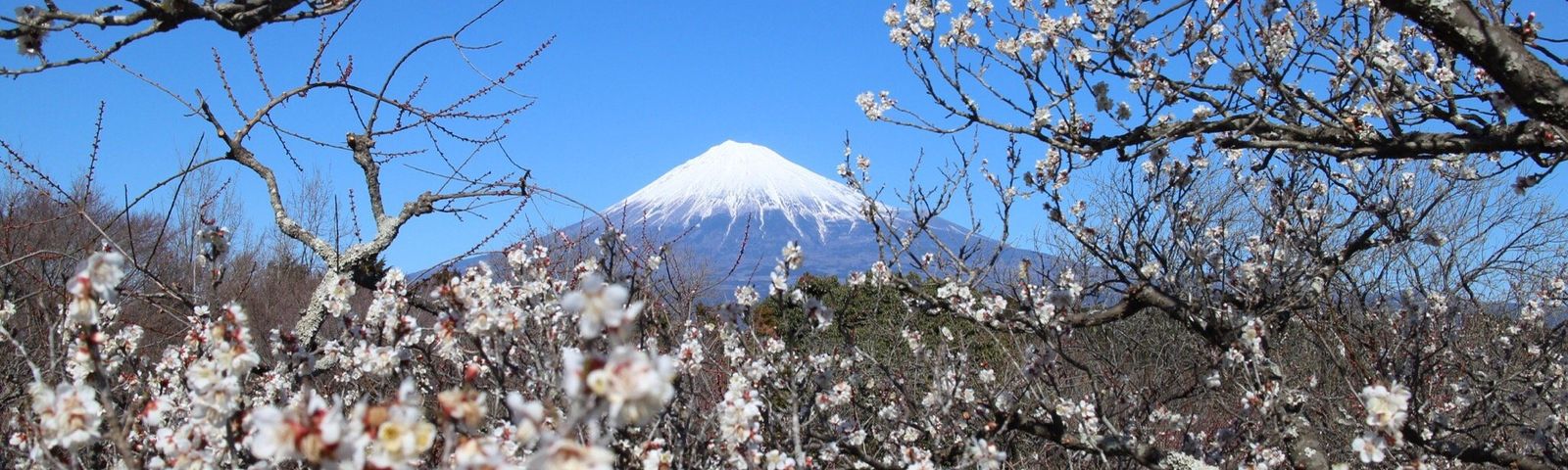 FujiTours