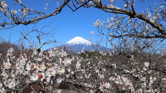 Iwamoto Mountain Park