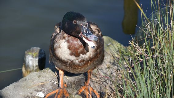 パース公園