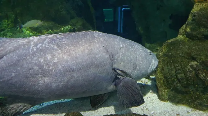 4_關島海底世界水族館