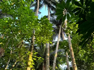 Yonehara Palm Grove