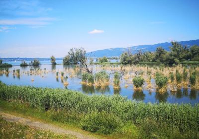 Lustenau