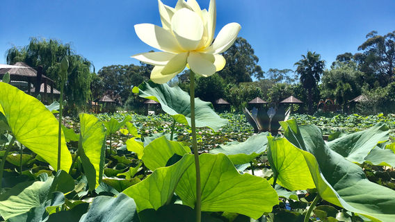 Blue Lotus Water Garden
