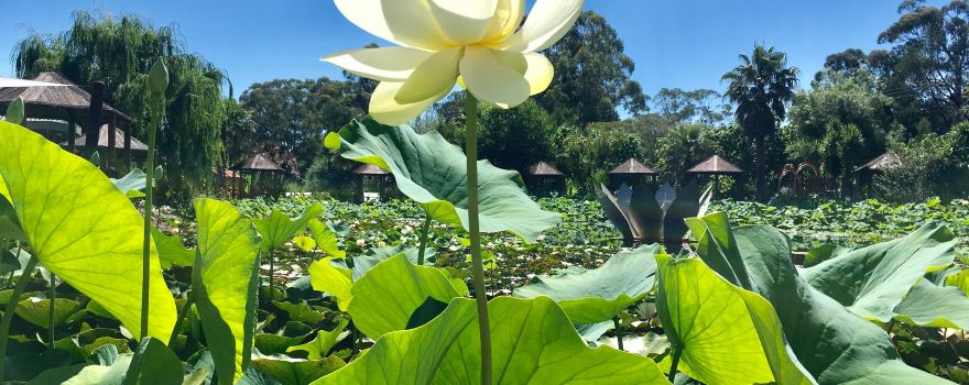 Blue Lotus Water Garden