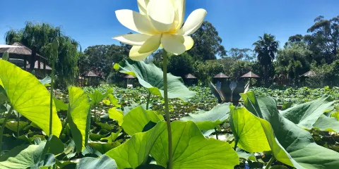 Blue Lotus Water Garden