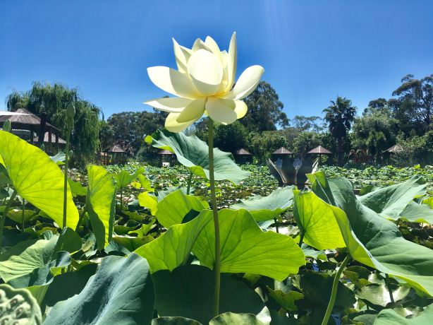 Blue Lotus Water Garden