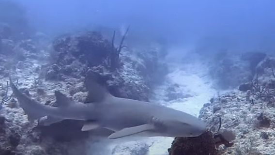 Islamorada Dive Center
