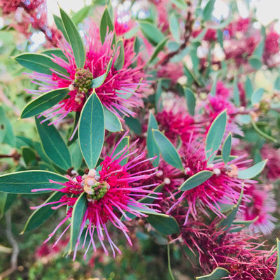 Castlemaine Botanical Gardens