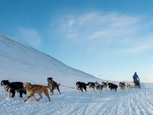 Green Dog Svalbard