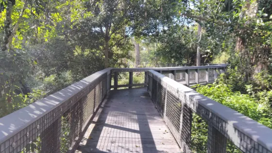 Tall Cypress Natural Area