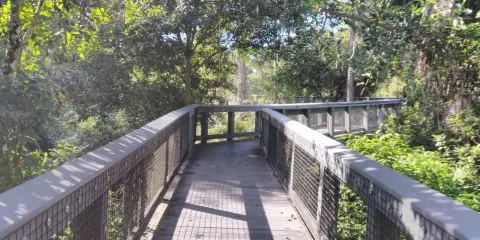 Tall Cypress Natural Area