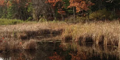Haggetts Pond