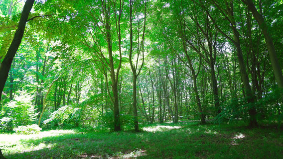 The Tsukuba Botanical Garden