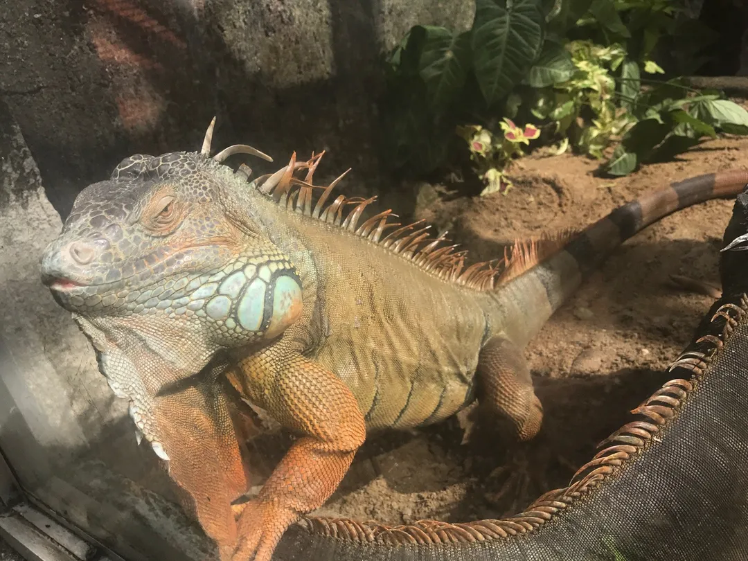 5_Vita Garden Mini-Zoo