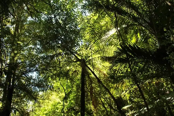 Hotels in Pirongia