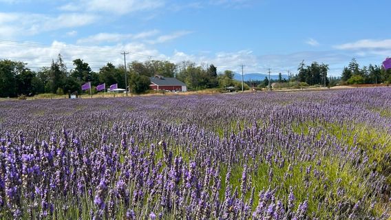 B & B Family Lavender Farm