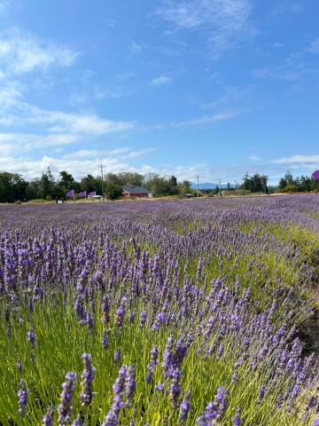 B & B Family Lavender Farm