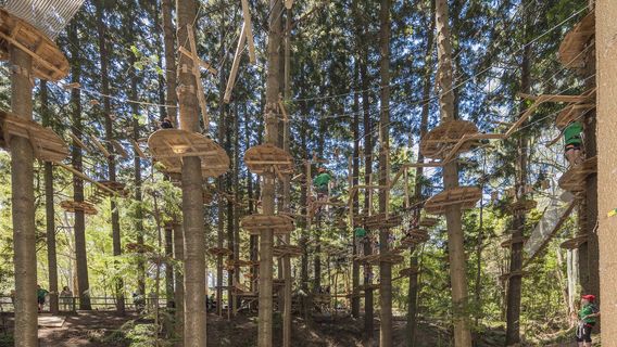 Treetops Adventure The Hills