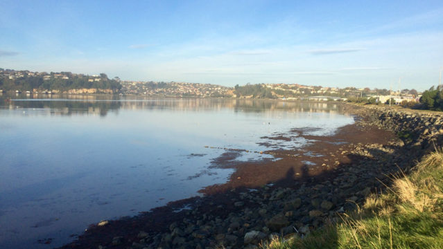 Harbour Mouth Molars