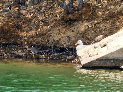 Wadi Hatta - Swan Lake