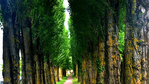 Vieux Phare de Honfleur
