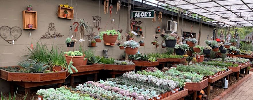 Cape Garden, Joostenbergvlakte Branch