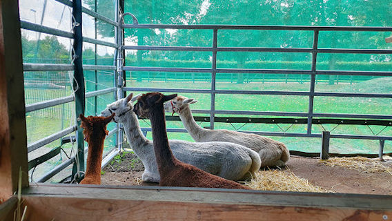 Alpakafreu(n)de Anreppen