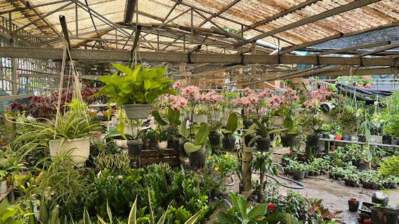 Vườn cây kiểng Sáu Viễn Làng hoa Mỹ Tho