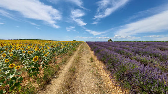 Lavender & Sunflower Field