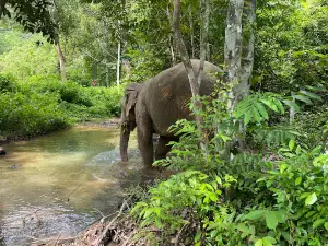 Following Giants Koh Lanta Ethical Elephant Sanctuary