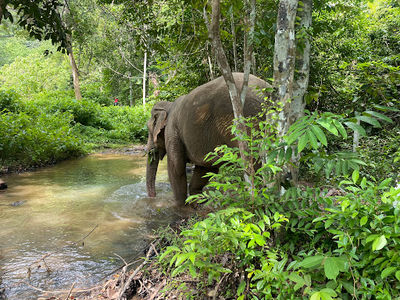 Following Giants Koh Lanta Ethical Elephant Sanctuary