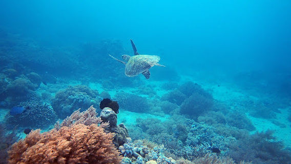 FreeDive Inn - Freediving School