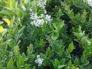 Reyes Nursery