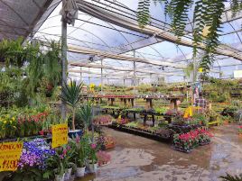 Ponto Garden Flores e Plantas