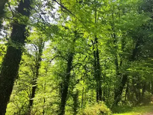Khoshkeh Daran National Forest