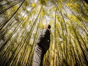 Rừng trúc Lũng Pán