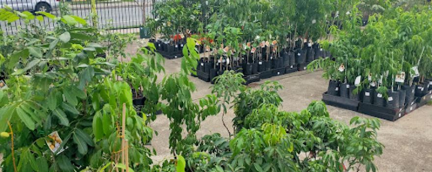 Ladybird Fruit Tree Nursery