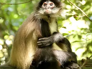 The Hidden Forest Wildlife Sanctuary