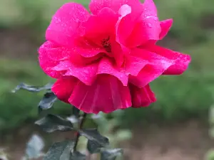라자-보지 망고 가든