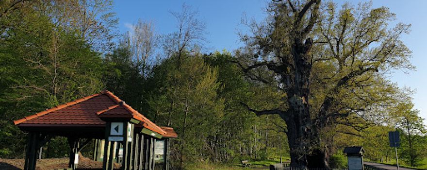 Bazynski Oak