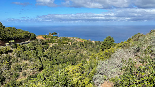 Pino de la Cruz del Castillo