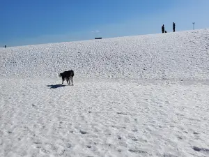 Weston Dog Park
