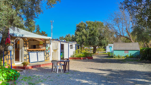 Camping olive trees