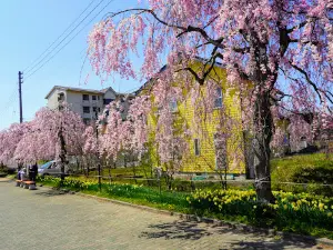 Nicchusen Rows of Weeping Cherry Trees