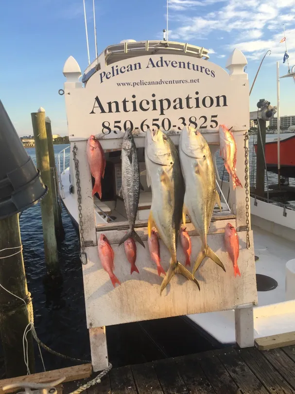 5_Pelican Adventures