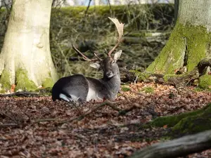 Wildlife park "Tiergarten Weilburg"