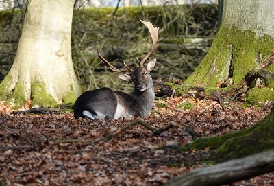 Wildlife park "Tiergarten Weilburg"