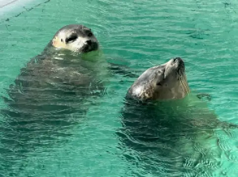 Seal Rehabilitation and Research Centre
